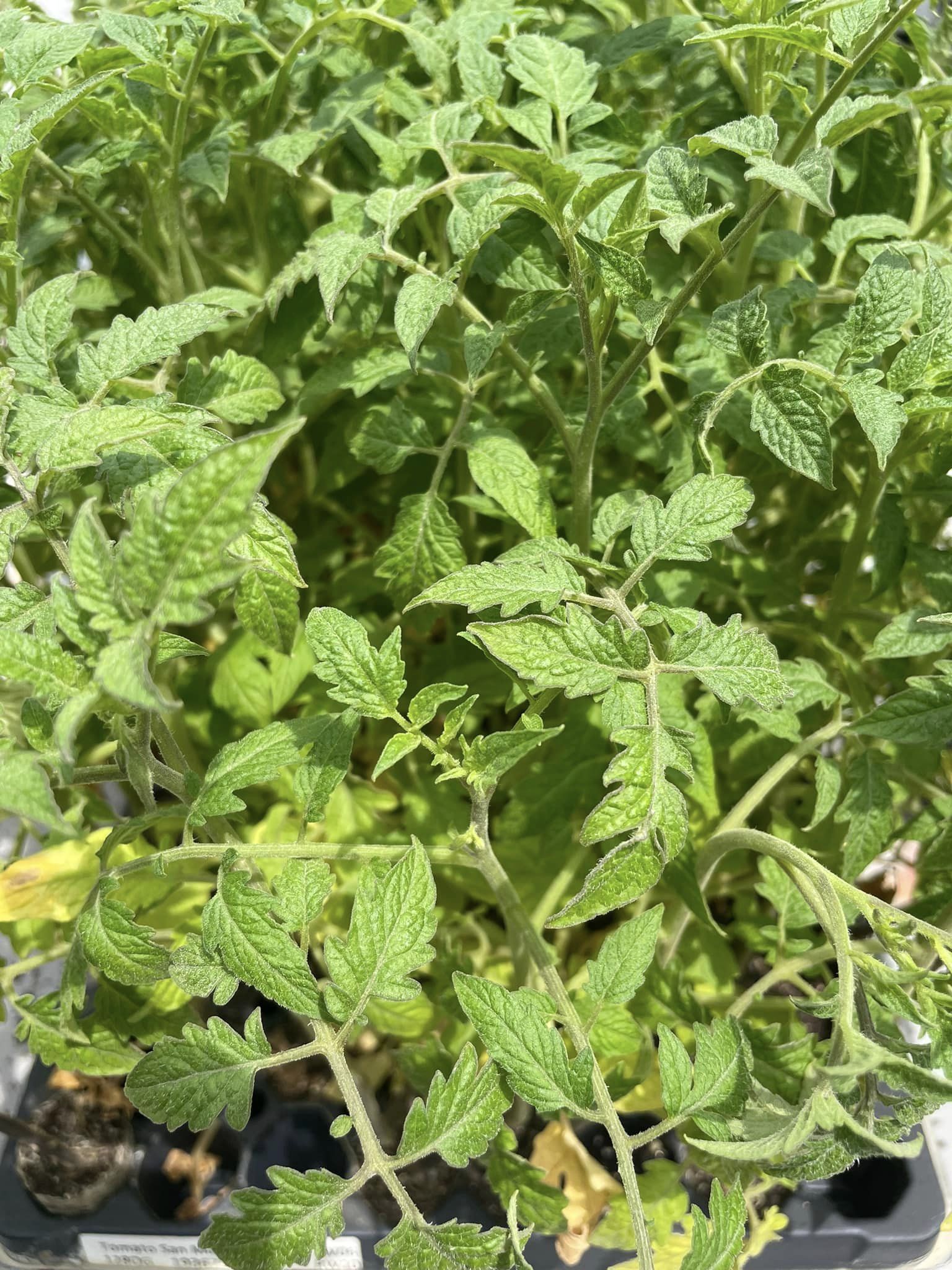 tomato plants.jpg